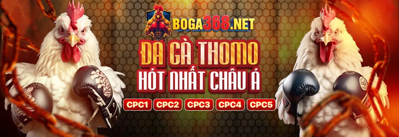 Đá gà trực tiếp bình luận viên hôm nay tại đấu trường Thomo